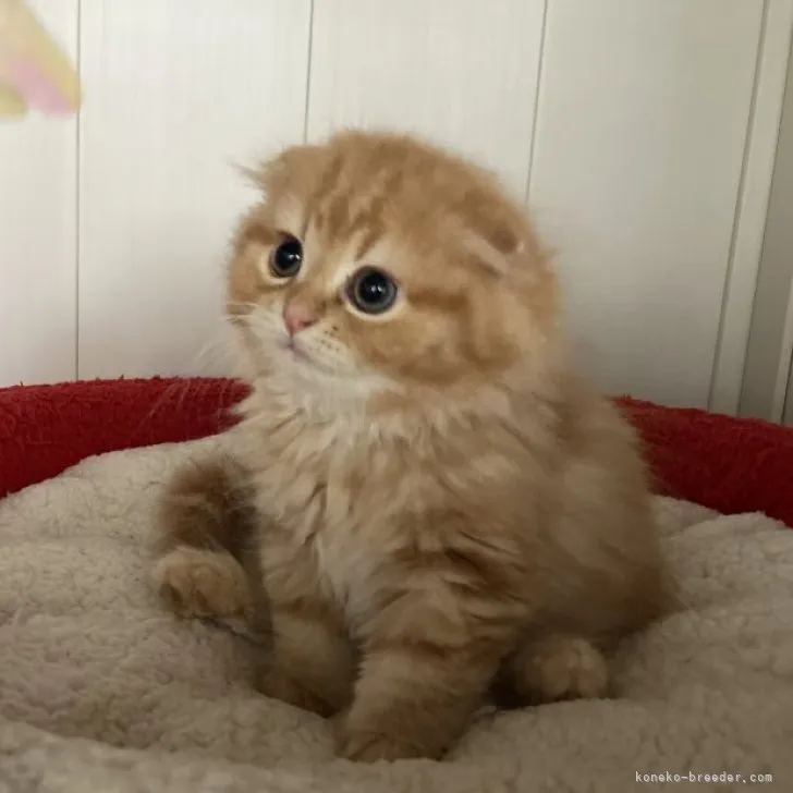 ID：2305-03461の子猫