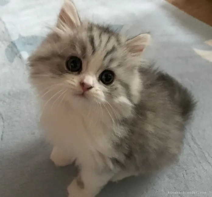 ID:1710-00081の子猫