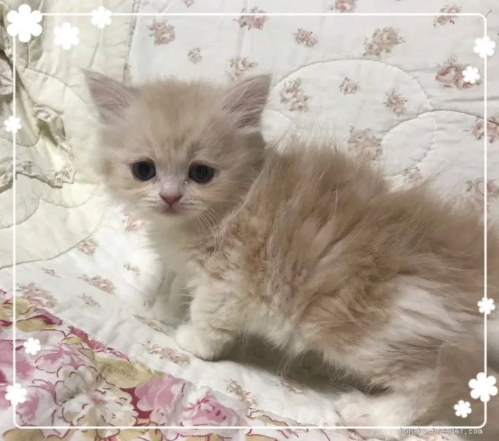 ID:2003-00522の子猫