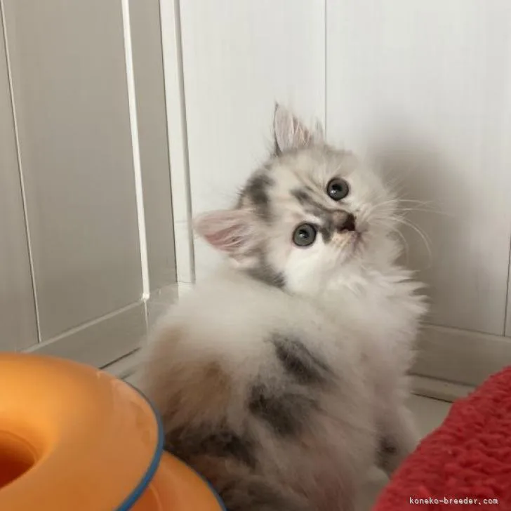 ID:2208-02632の子猫