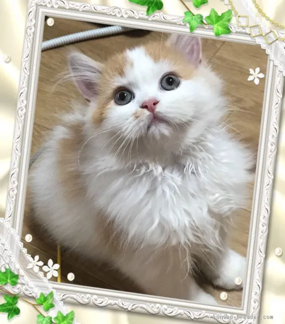 ID:1909-01903の子猫