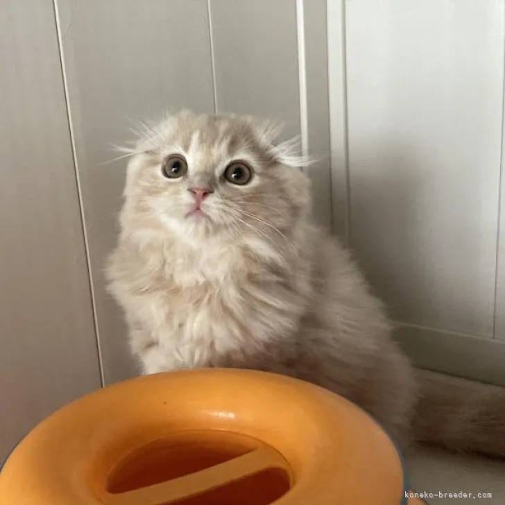 Y.I 様のお迎えした子猫