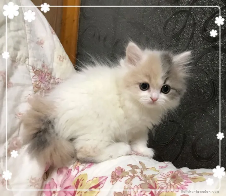 ID：2003-00528の子猫