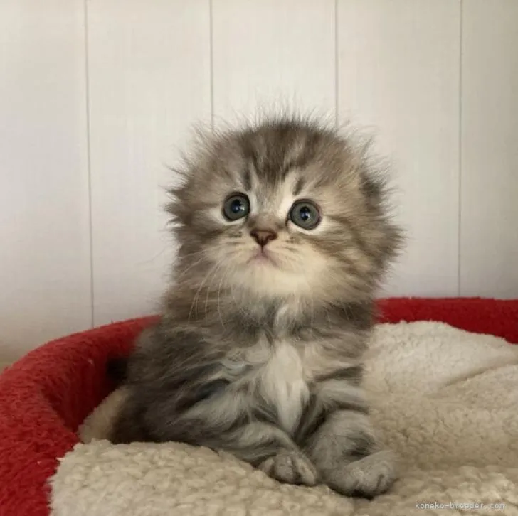 R.T 様のお迎えした子猫