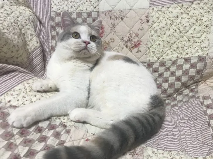 ID:1811-01181の子猫