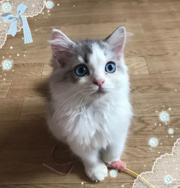 ID：1807-00609の子猫