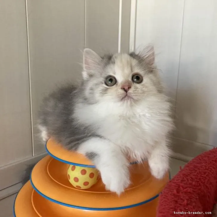 ID：2208-03092の子猫