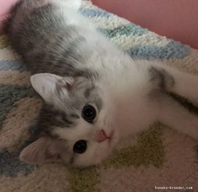 ID:1709-01089の子猫