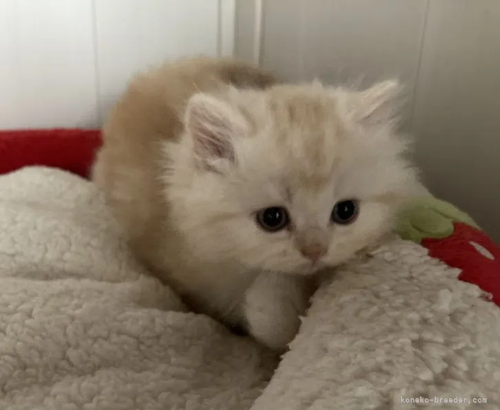 ID：2110-00939の子猫