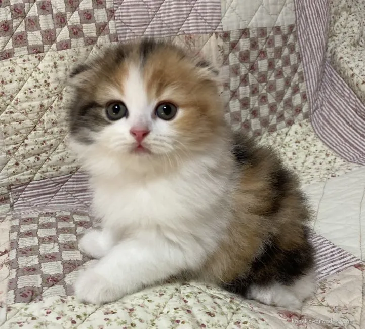 ID：2008-01224の子猫