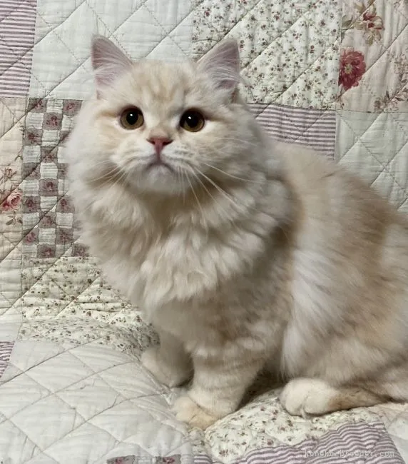 アネモネ 様のお迎えした子猫