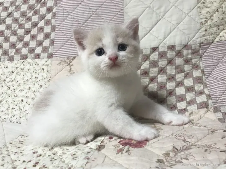 ID：2008-00707の子猫