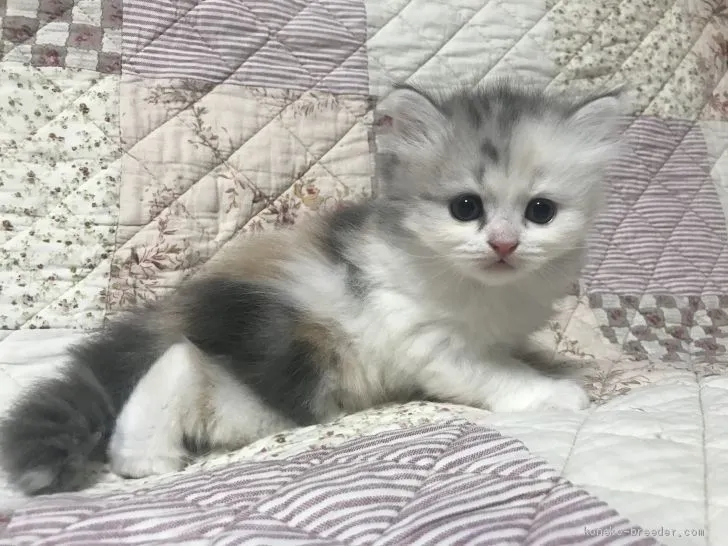 ID：2008-00706の子猫