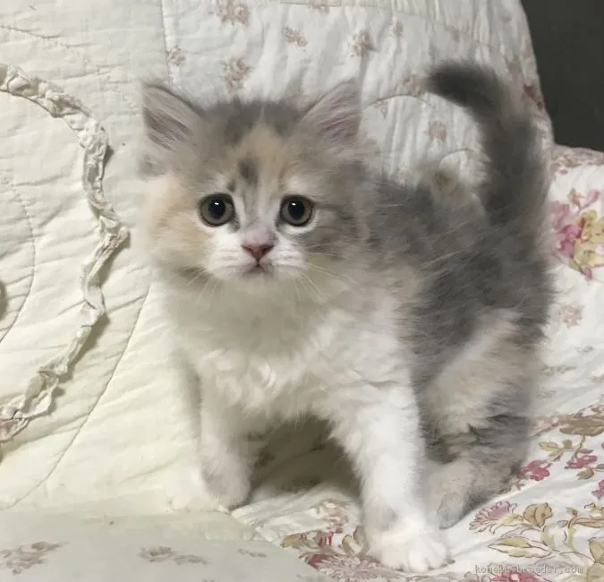 ID:2003-00525の子猫