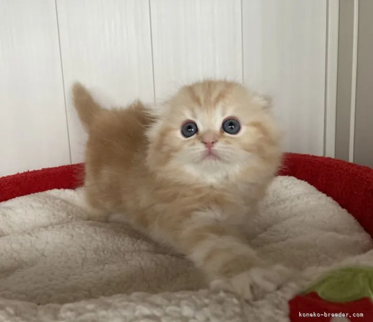 ID:2105-01601の子猫