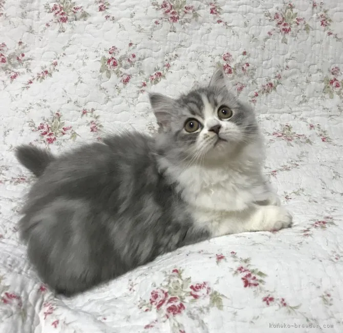 ID：1703-00724の子猫