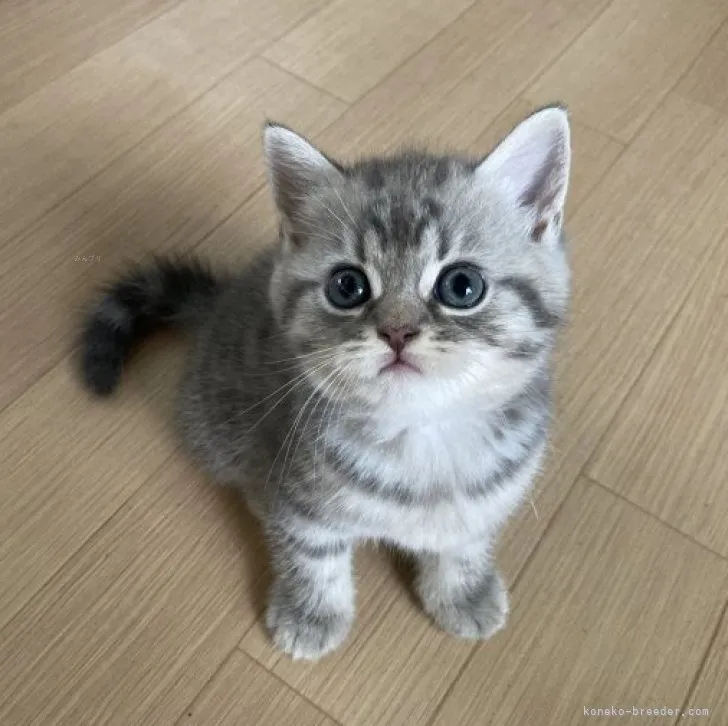 ID:2309-00850の子猫