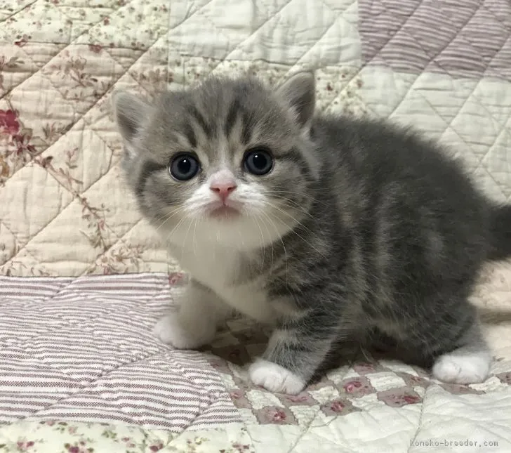 ID:1704-00647の子猫