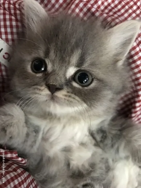 ID:1702-00628の子猫