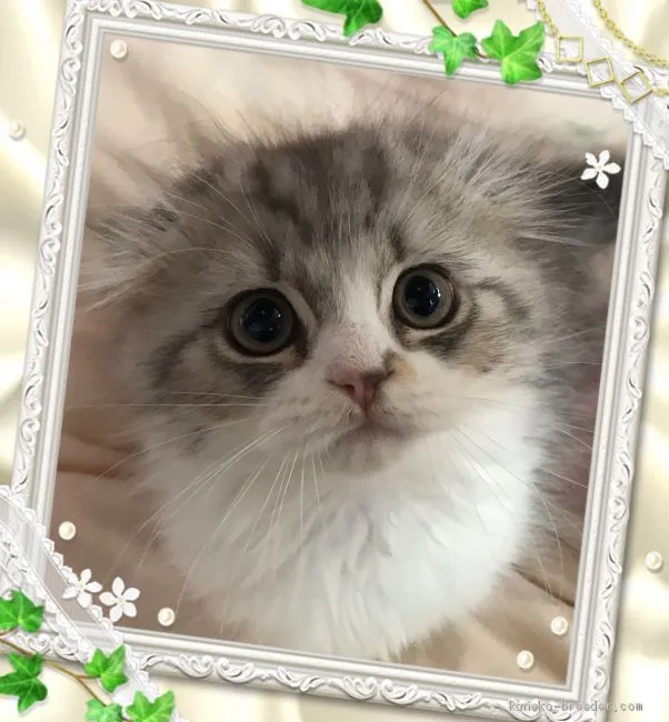 ID：2001-00855の子猫