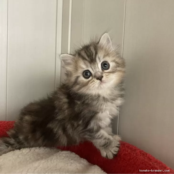 ID：2405-00203の子猫