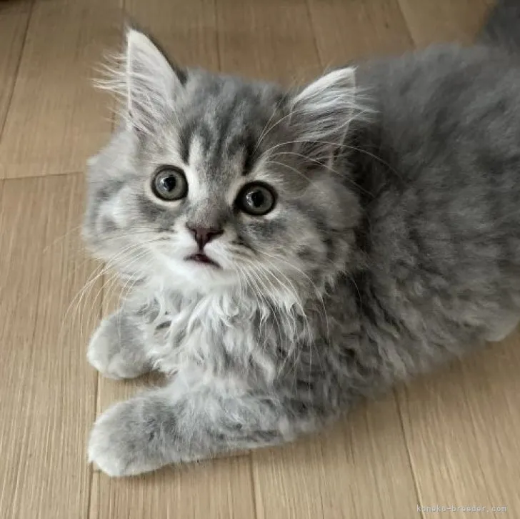 ID：2305-02356の子猫
