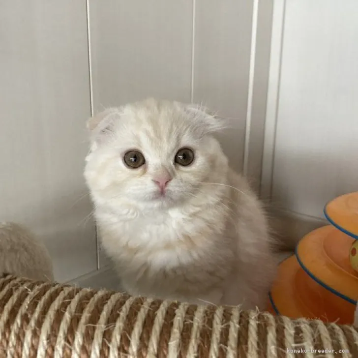 ID:2309-02452の子猫