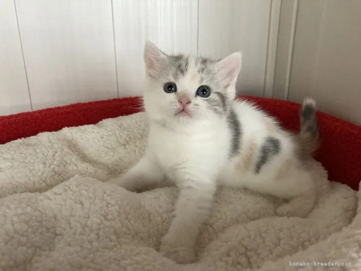 ID:2104-02622の子猫
