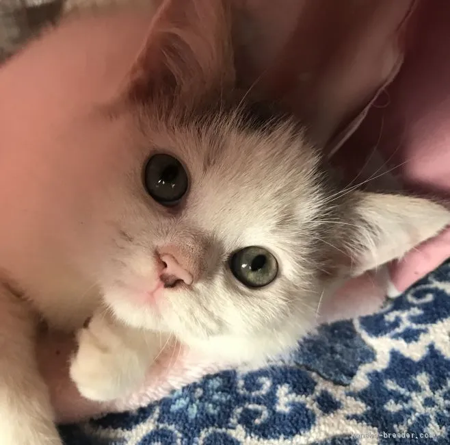 ID:1909-00419の子猫