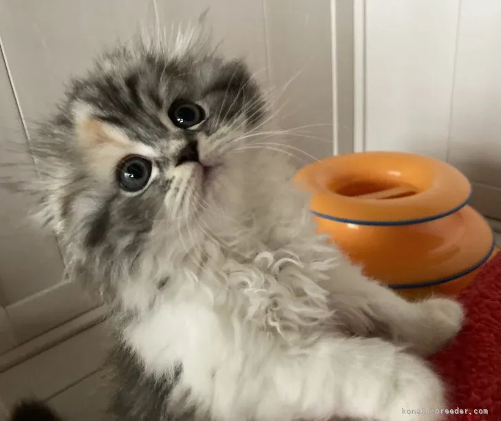 ID:2110-00944の子猫