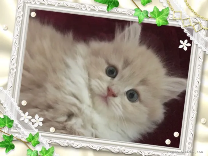 ID:1903-00447の子猫