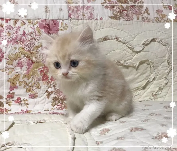 ID：2003-00520の子猫