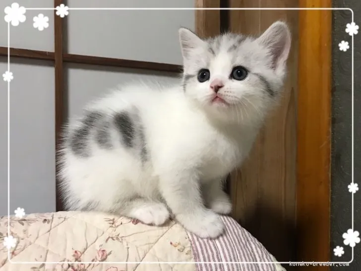 ID:1907-00005の子猫