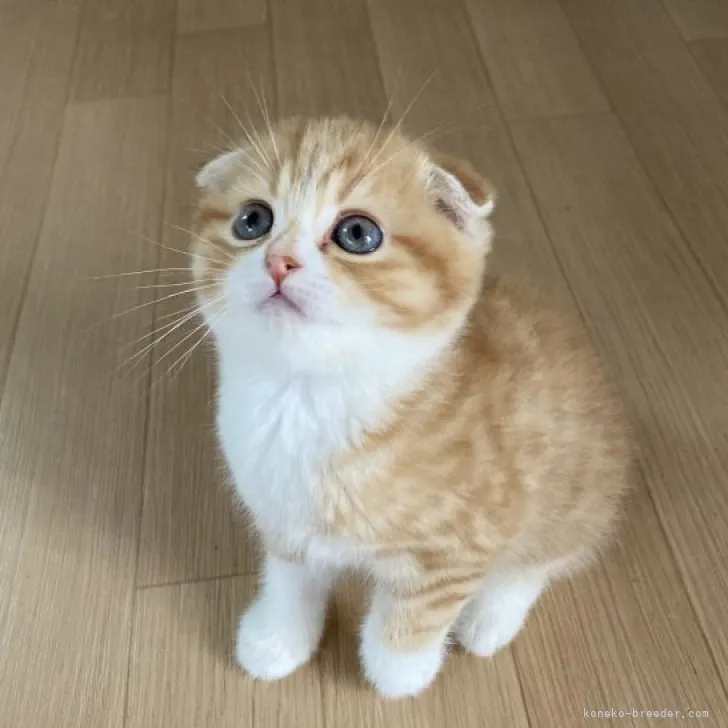 ID:2305-01306の子猫