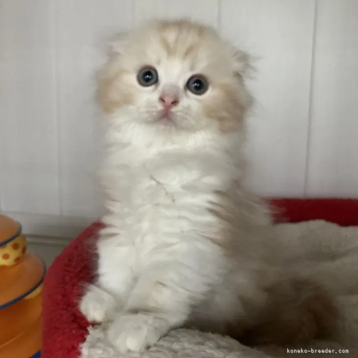 ID:2209-02091の子猫