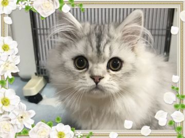 スコティッシュフォールド(立ち耳)【富山県・男の子・2017年8月25日・シルバータビー（ロング）】の写真「童顔で可愛い子です」