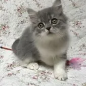 スコティッシュフォールド【富山県・男の子・2017年1月7日・ブルーシルバータビー&ホワイト】の写真1「3/24撮影」