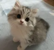 スコティッシュフォールド(立ち耳)【富山県・男の子・2017年8月25日・ブルーシルバータビー&ホワイト】の写真1「10/13撮影」