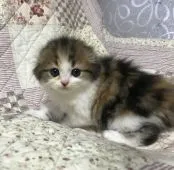 スコティッシュフォールド(折れ耳)【富山県・女の子・2020年7月7日・ブラウンパッチドタビー&ホワイト】の写真1「8/17撮影」