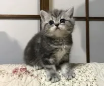 スコティッシュフォールド【富山県・男の子・2017年1月17日・ブルーシルバータビー】の写真1「2/26撮影」