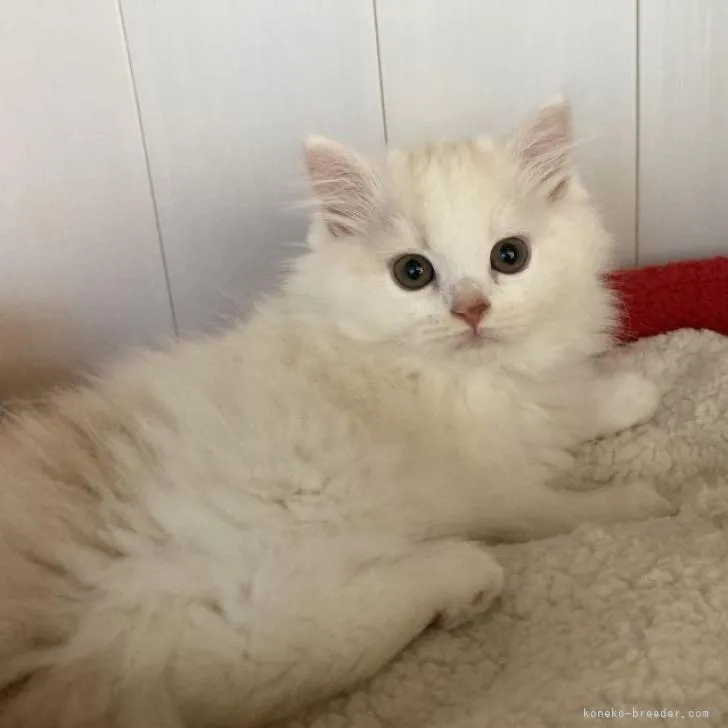 ID：2209-02074の子猫