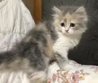 スコティッシュフォールド(立ち耳)【富山県・女の子・2020年1月21日・ダイリュートキャリコ】の写真2「3/24」