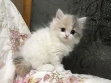 スコティッシュフォールド(立ち耳)【富山県・女の子・2020年1月21日・ダイリュートキャリコ】の写真2「3/9」