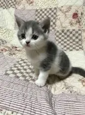 スコティッシュフォールド【富山県・男の子・2017年1月7日・ブルーシルバータビー&ホワイト】の写真2「2/18撮影」