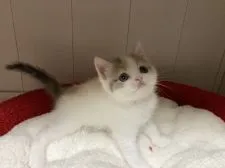 スコティッシュフォールド(立ち耳)【富山県・女の子・2021年3月21日・ダイリュートキャリコ】の写真2「5/1」