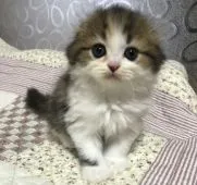 スコティッシュフォールド(折れ耳)【富山県・女の子・2020年7月7日・ブラウンパッチドタビー&ホワイト】の写真2「8/17」