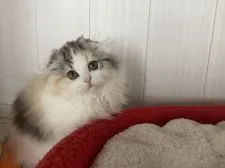 スコティッシュフォールド(折れ耳)【富山県・女の子・2022年2月14日・シルバーパッチドタビー&ホワイト】の写真2