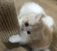 スコティッシュフォールド(立ち耳)【富山県・男の子・2020年3月8日・カメオタビー&ホワイト】の写真2「4/22」