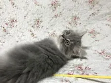 スコティッシュフォールド【富山県・男の子・2017年1月7日・ブルーシルバータビー&ホワイト】の写真3