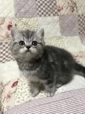 スコティッシュフォールド【富山県・男の子・2017年1月17日・ブルーシルバータビー】の写真3「3/7撮影」